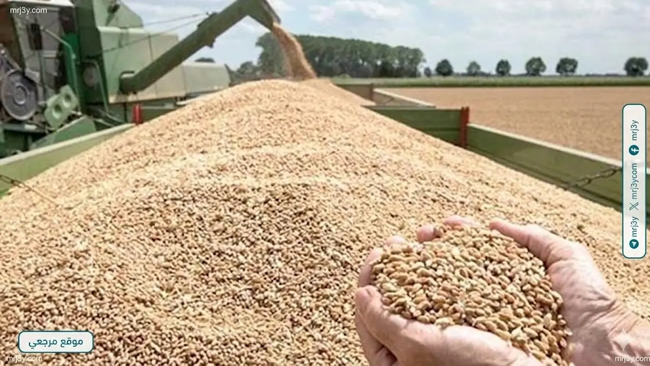 توريد القمح المحلي يبدأ غداً في الصوامع والمطاحن وفق أسعار شراء جديدة